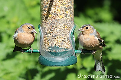 Two Chaffinch birds feeding from bird feeder