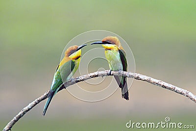 Two chestnut-headed Bee-eater
