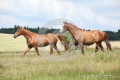 Two chestnut horses running together