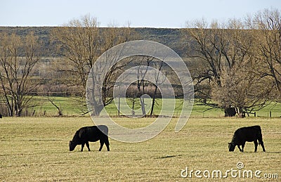 Two Cows Grazing