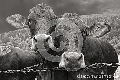Two cows portrait in black and white