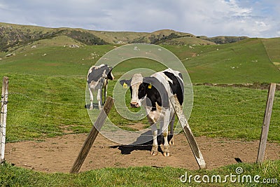 Multiple Cows out standing in a green grassy field a wooden fence in the foreground