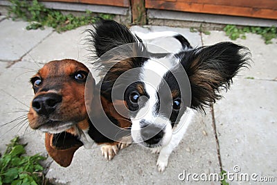 Two curious dogs