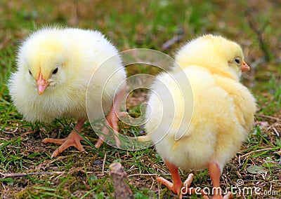 Two Cute Chickens Stock Photo - Image: 8803