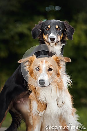 Two cute dog border collie hug