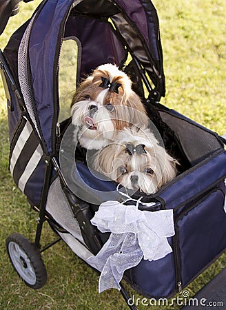 Two cute family dogs in a stroller at dog park