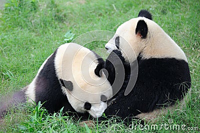 Two cute pandas