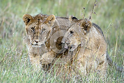 Two young lions