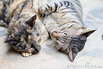 Two cutes cats sleeping