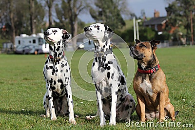 Two Dalmatians and Staffordshire Bull Terrier