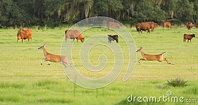 Two deer bounding through a cow pasture