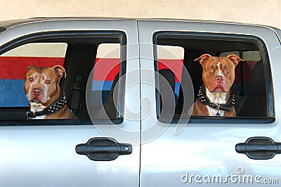 Two Dogs in a Car