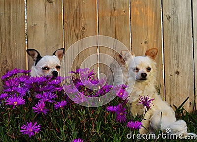 Two dogs in flowers