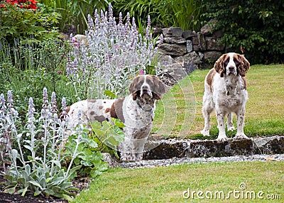 Two dogs in the garden