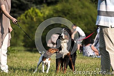 Two dogs on leashes in park