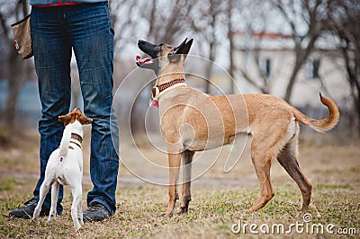 Two dogs looking up at the man