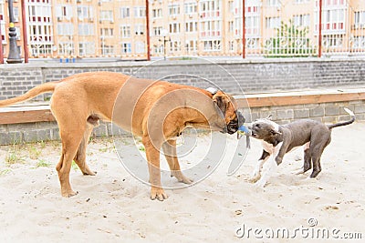 Two dogs play