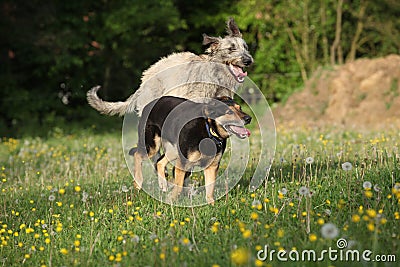 Two dogs playing with each other and running