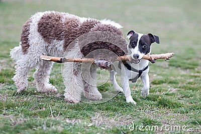 Two dogs playing