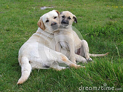 Two dogs pose