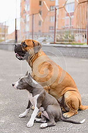 Two dogs sits