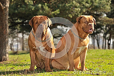 Two Dogs Sitting