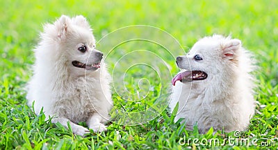 Two dogs staring to each other