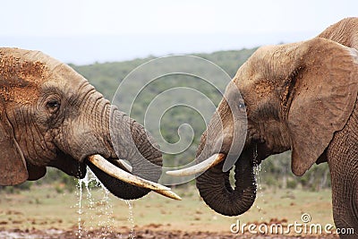 Two elephants drinking