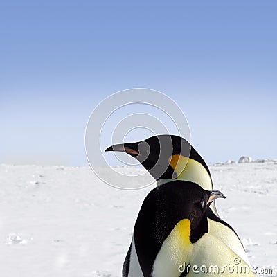 Two emperor penguins
