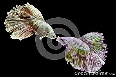 Two fighting fish, betta on black background.
