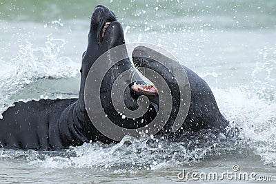 Two fighting grey seals