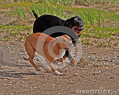 Two friends running together