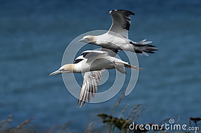 Two gannets in flight over clifftops