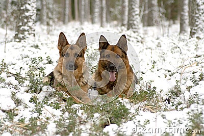 Two Gemany Sheep-dog