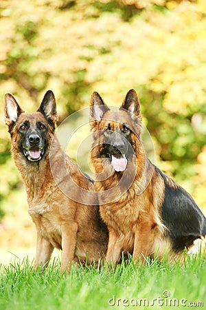 Two German Shepherd Dog