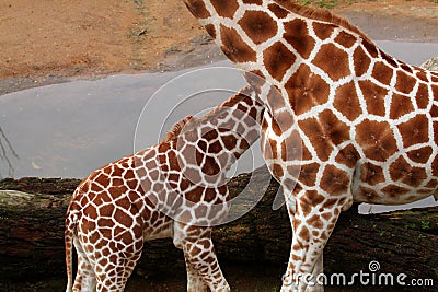 Two giraffe bodies