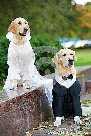 Two golden retrievers dogs in clothing