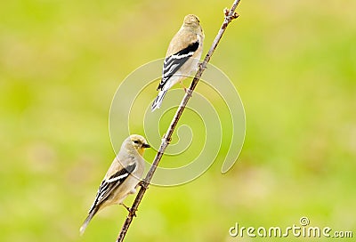 Two Goldfitch sits on the same limb.