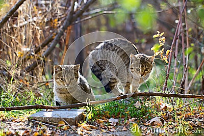 Two gray fluffy cats sit