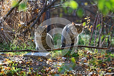 Two gray fluffy cats sits near the branches