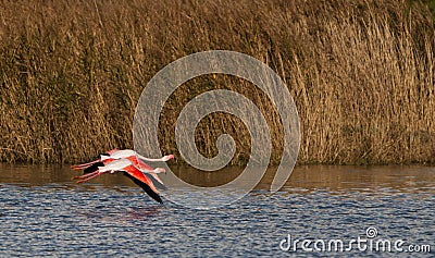 Two Greater Flamingos in flight