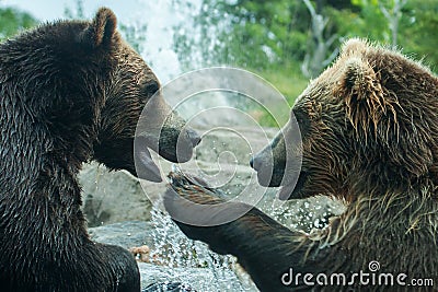 Two Grizzly (Brown) Bears Fight