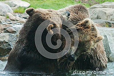 Two Grizzly (Brown) Bears Fight