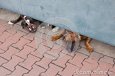 Two guard dogs boxers