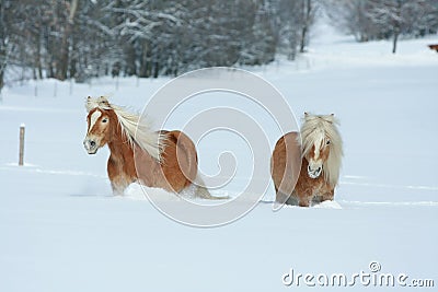 Two haflingers with long mane moving in snow