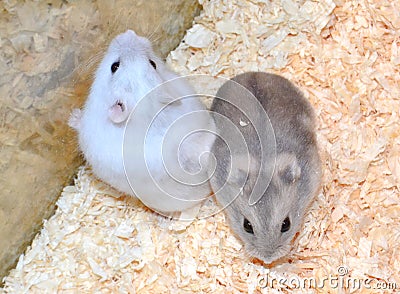 Two hamsters