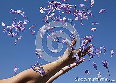 Two hands throwing Jacaranda flowers