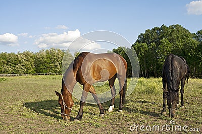 Two horses on the farm grazing