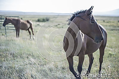 Two horses