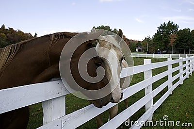 Two Horses with head over the fence